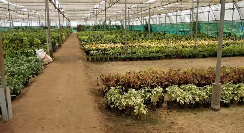 bảo hiểm rủi ro cho vườn đàn hương
