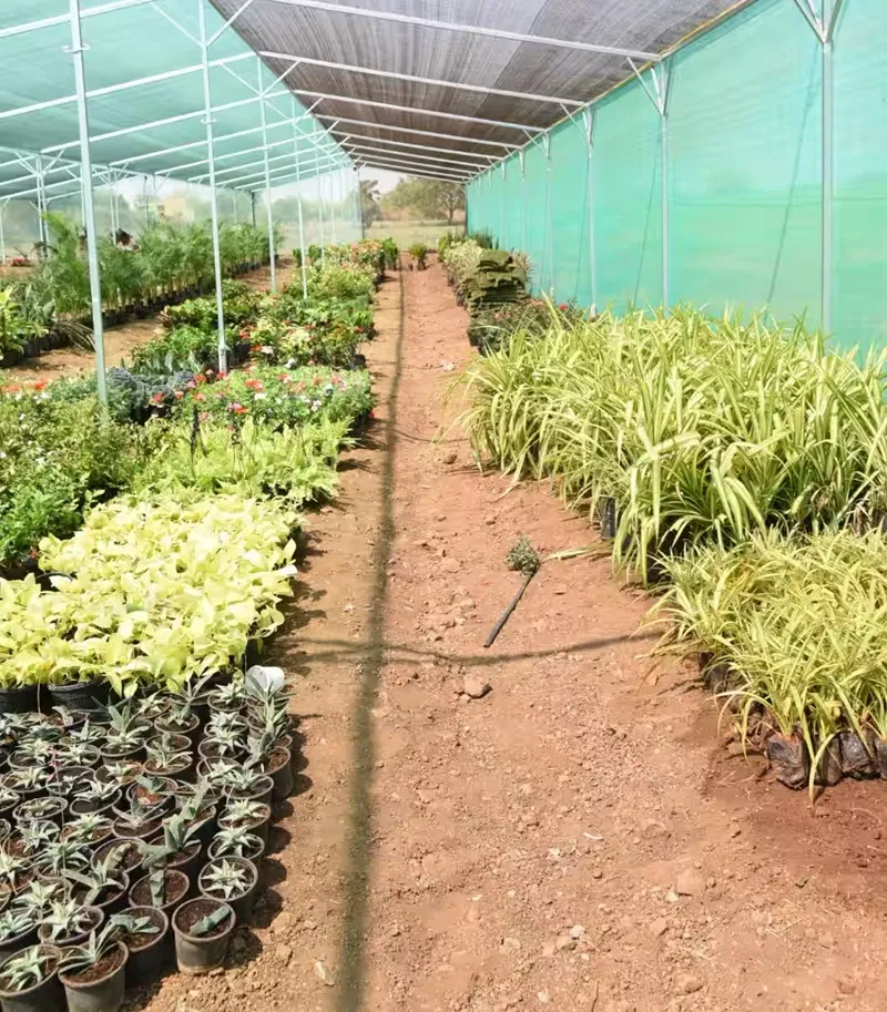 bảo hiểm rủi ro cho vườn đàn hương