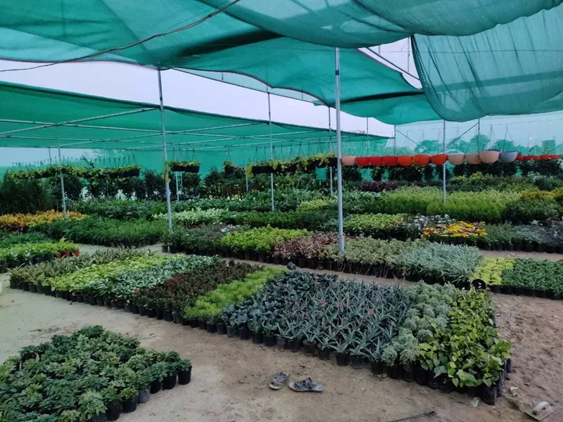 bảo hiểm rủi ro cho vườn đàn hương