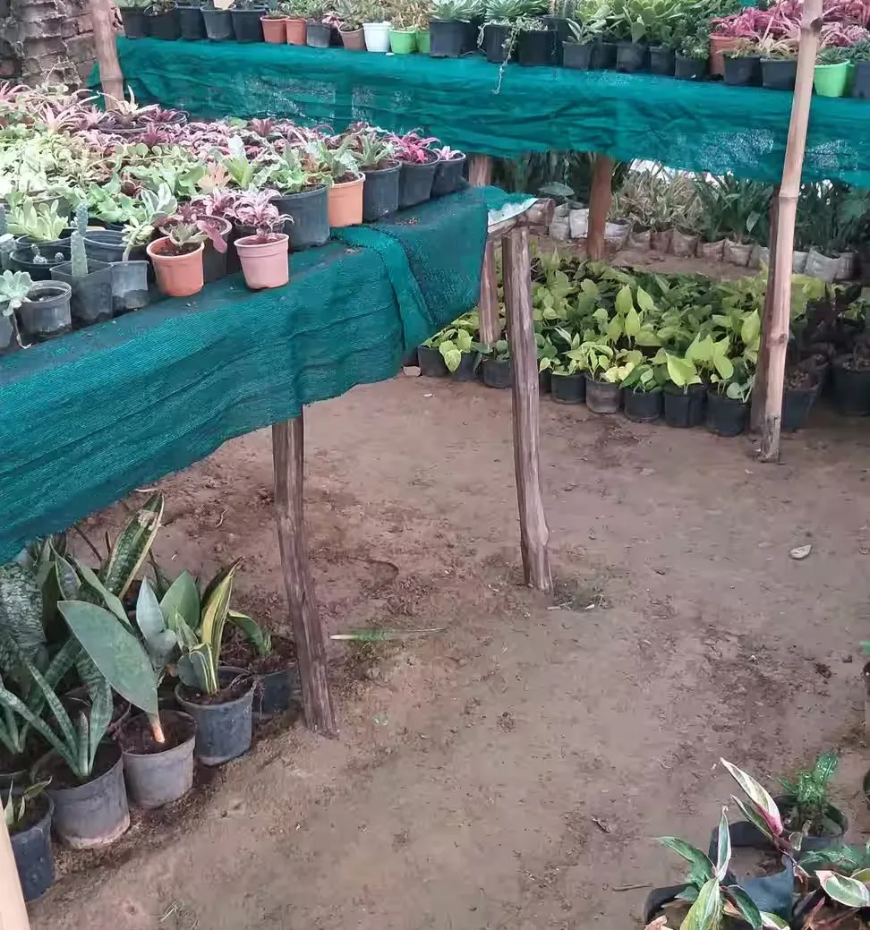 bảo hiểm rủi ro cho vườn đàn hương