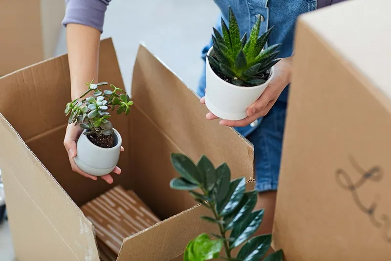 bảo quản cây đàn hương khi vận chuyển