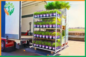bảo quản cây đàn hương khi vận chuyển