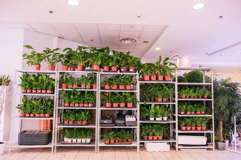 bảo quản cây đàn hương khi vận chuyển