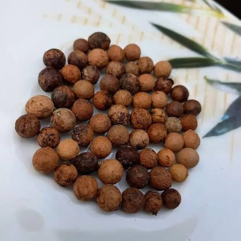 bảo quản hạt đàn hương sau thu hái