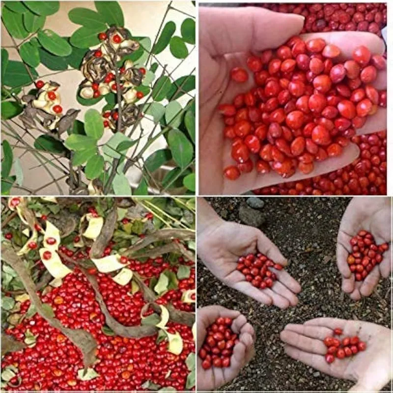 bảo quản hạt đàn hương sau thu hái