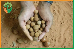 bảo quản hạt đàn hương sau thu hái