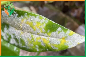 bệnh phấn trắng trên đàn hương