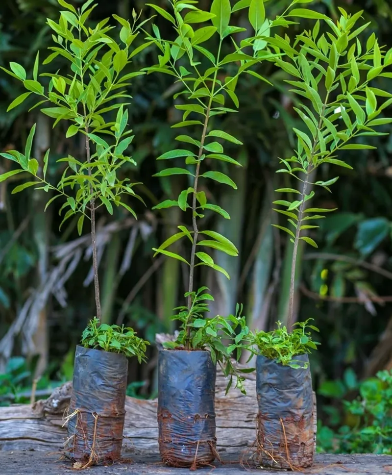 bổ sung dinh dưỡng cho đàn hương
