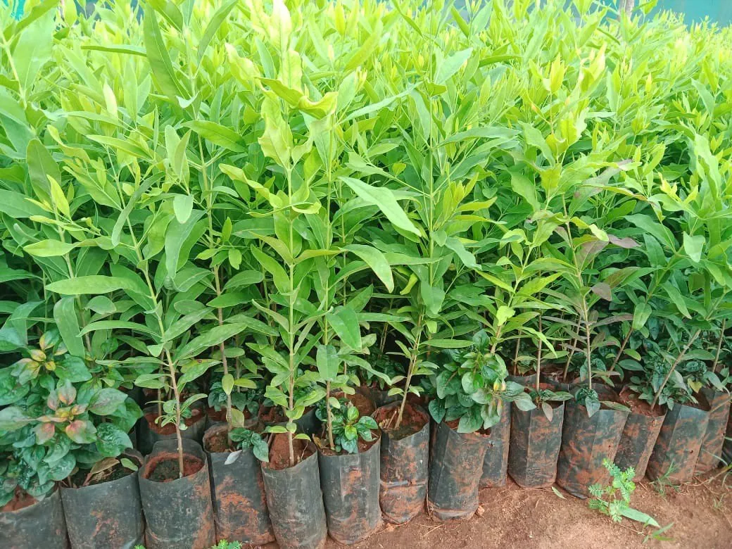bổ sung dinh dưỡng cho đàn hương