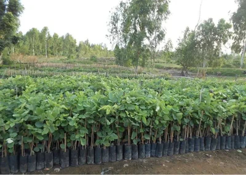 bón npk cho cây đang hương