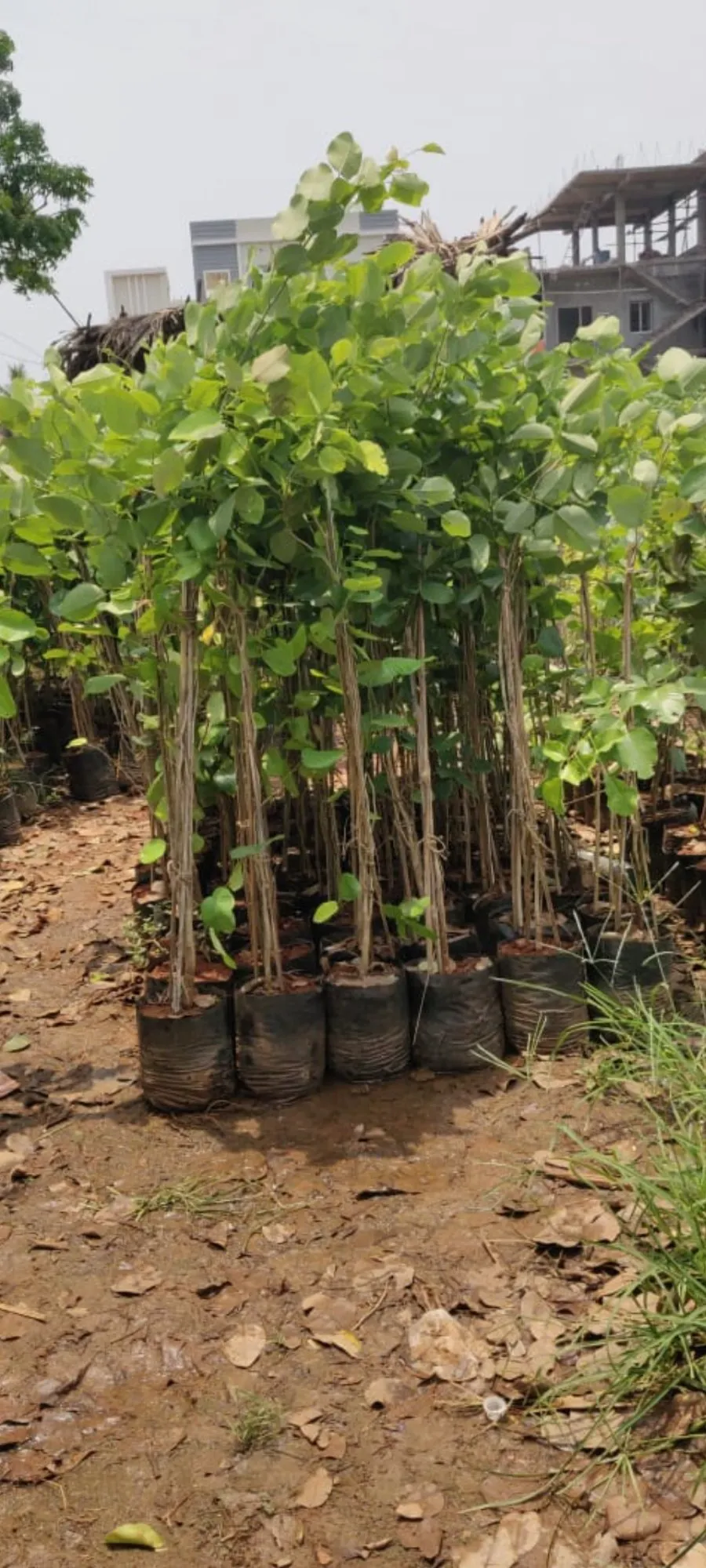 bón npk cho cây đang hương