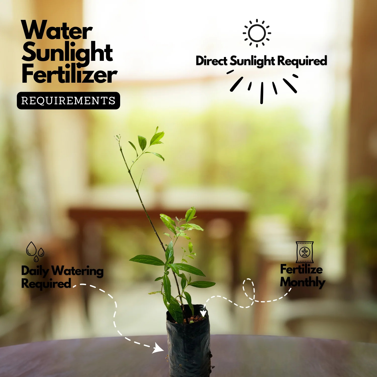 bón phân cho cây đàn hương