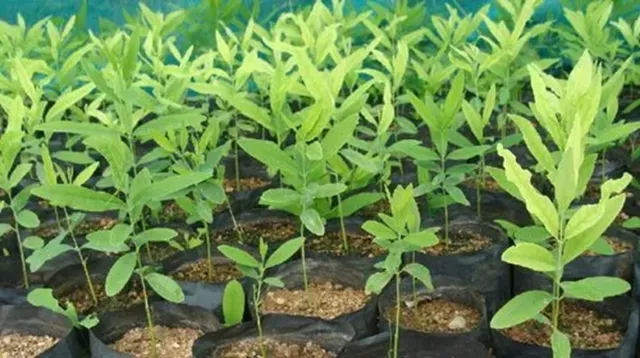 bón phân cho cây đàn hương