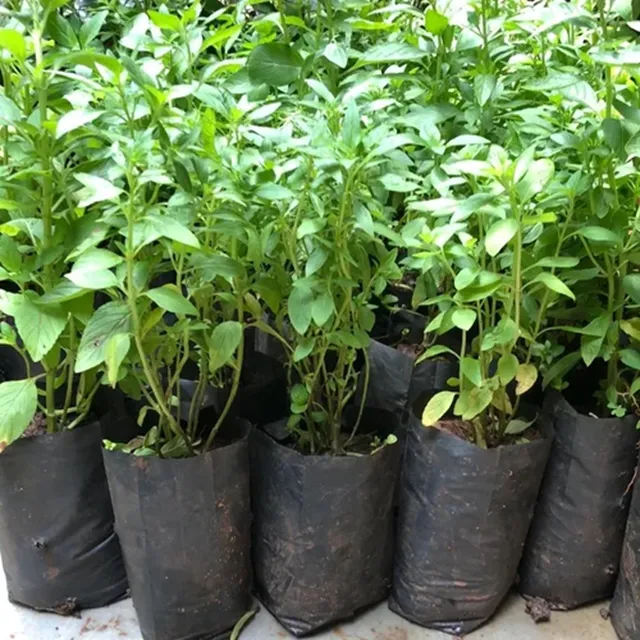 bón phân cho cây đàn hương