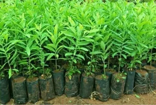 bón phân cho cây đàn hương