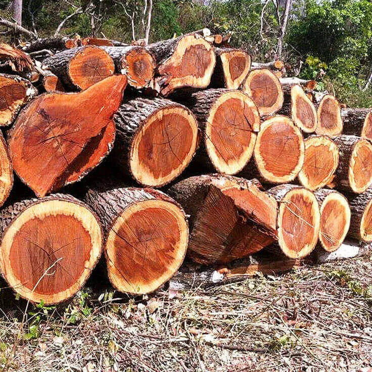 cách bảo quản gỗ đàn hương
