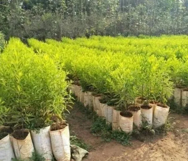 Cách chăm sóc cây đàn hương