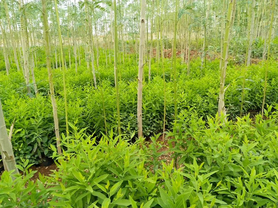 Cách chăm sóc cây đàn hương