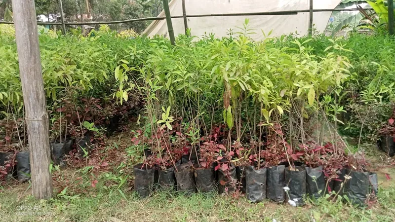 cách chăm sóc cây đàn hương