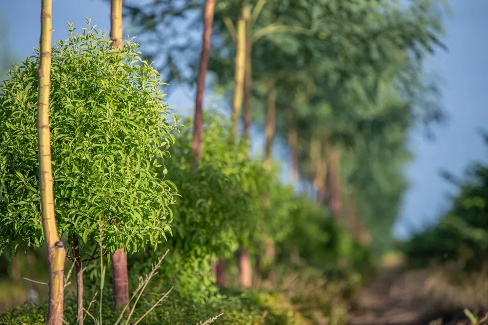 cách trồng cây đàn hương