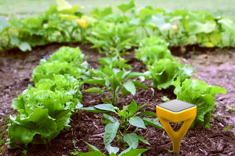 cảm biến áp suất đất cho vườn đàn hương