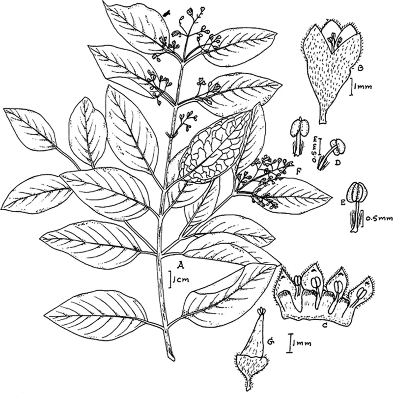 cấu trúc hoa đàn hương