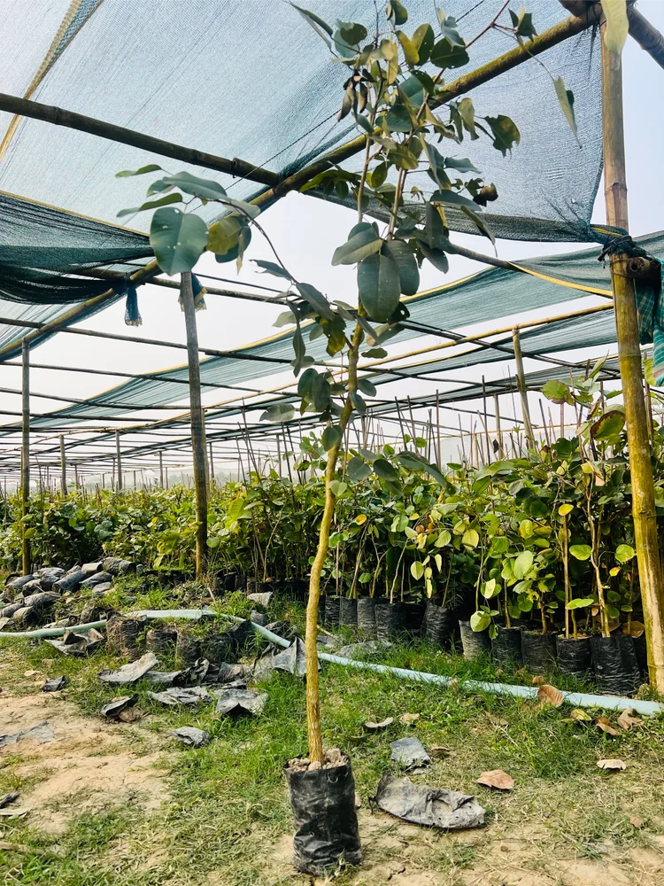 cây đàn hương cần chăm sóc gì