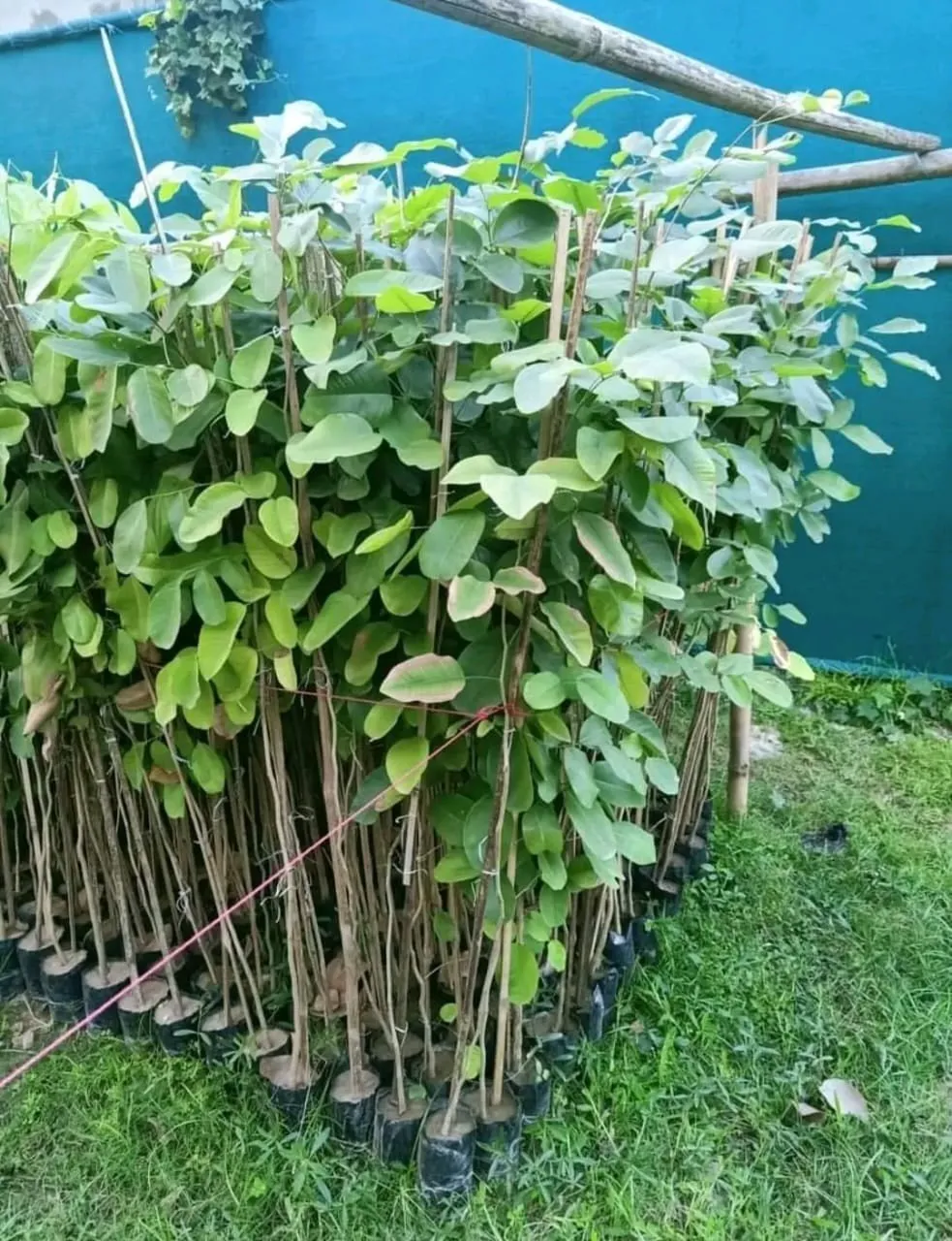 cây đàn hương cần chăm sóc gì