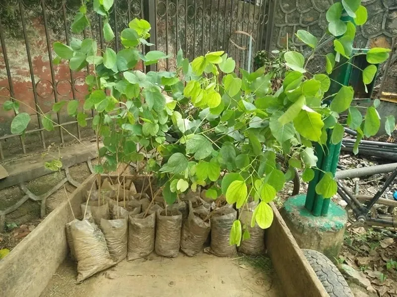 cây đàn hương chịu ngập không
