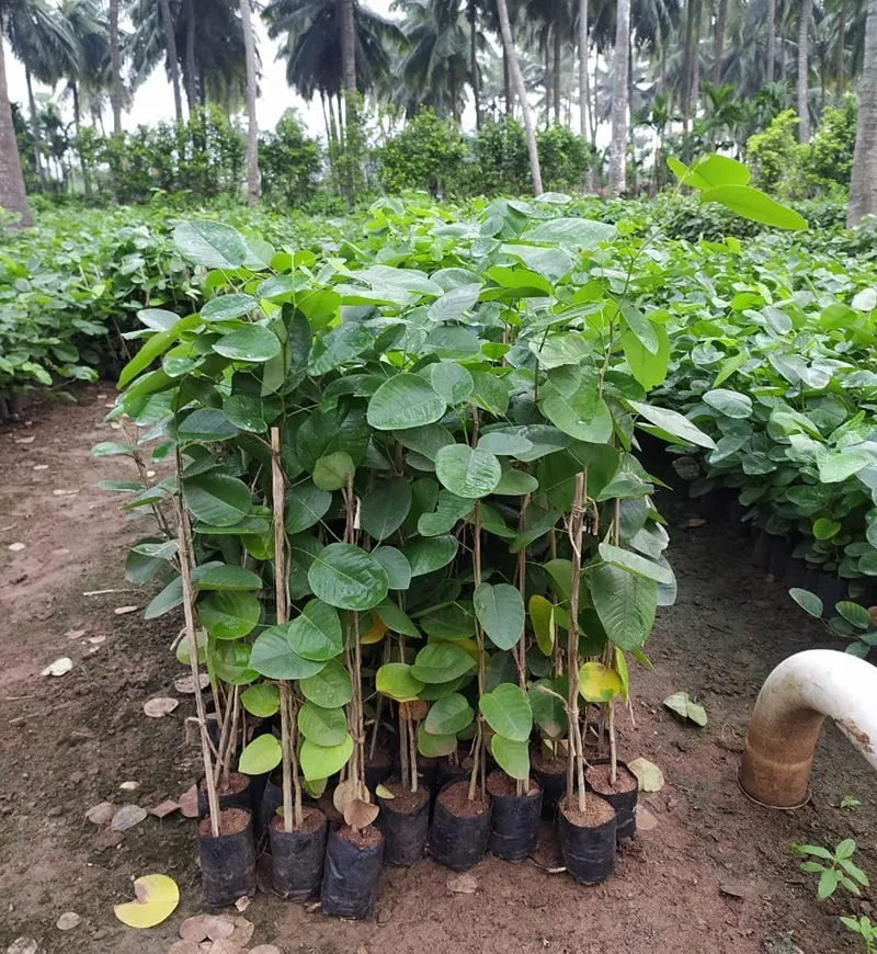 cây đàn hương có bị cấm không
