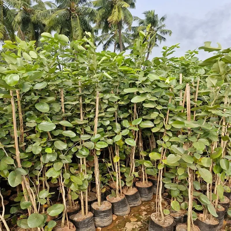 cây đàn hương có bị cấm không