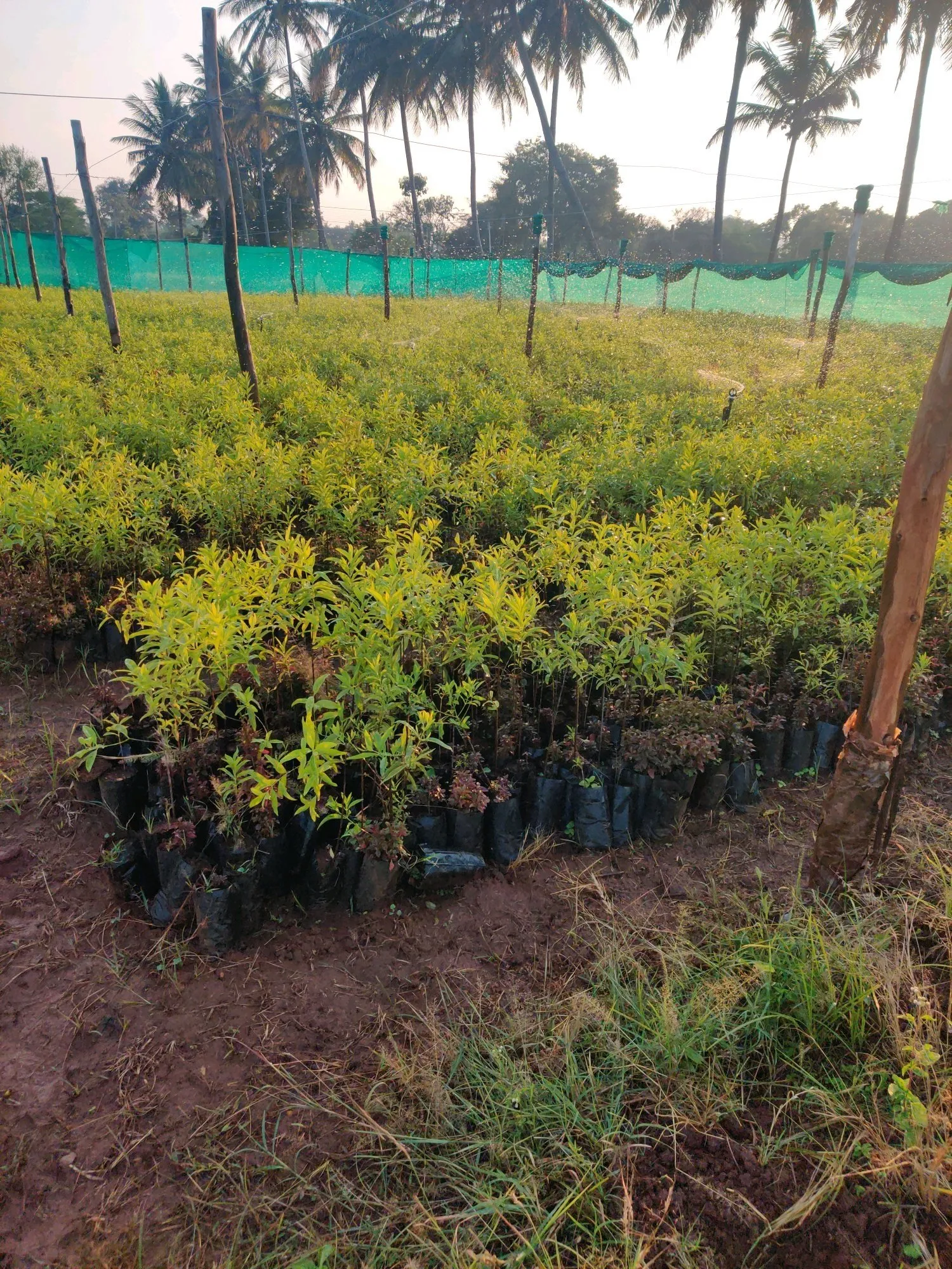 cây đàn hương có chịu hạn không