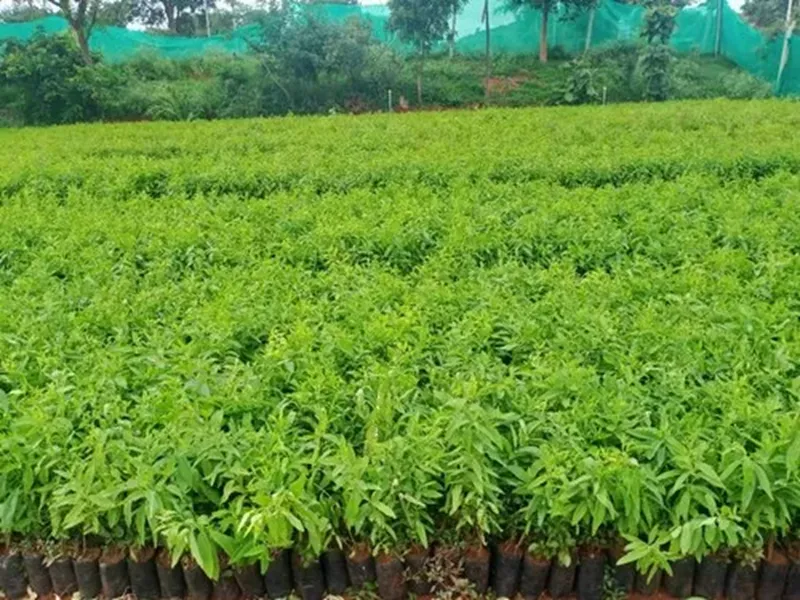 cây đàn hương có chịu hạn không