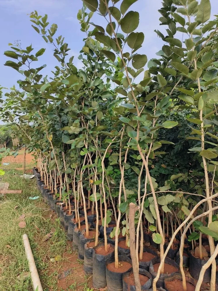 đàn hương chịu lạnh không