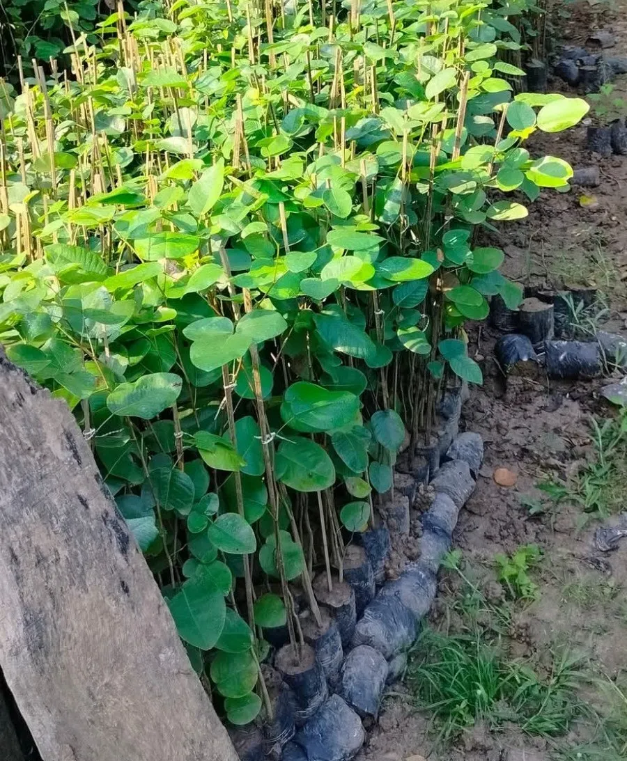 đàn hương chịu lạnh không