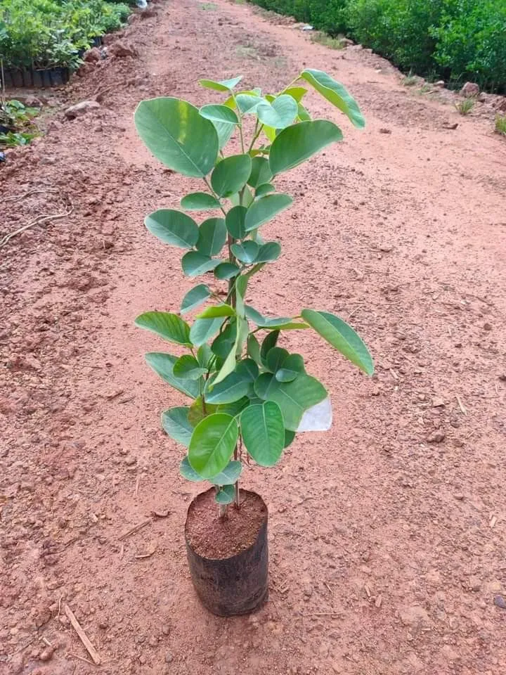 cây đàn hương chịu ngập không