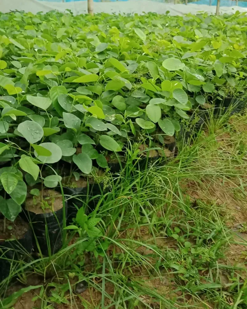 cây đàn hương chịu ngập không