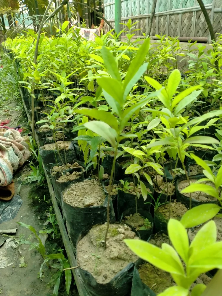 cây đàn hương có được cấp phép không