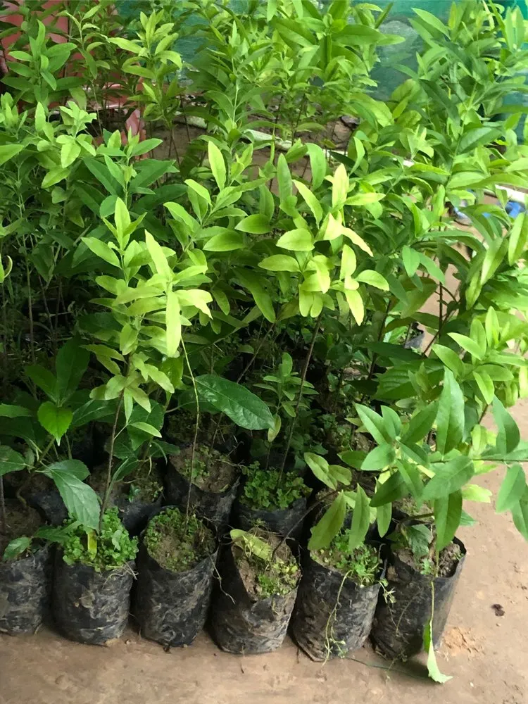 cây đàn hương có được cấp phép không