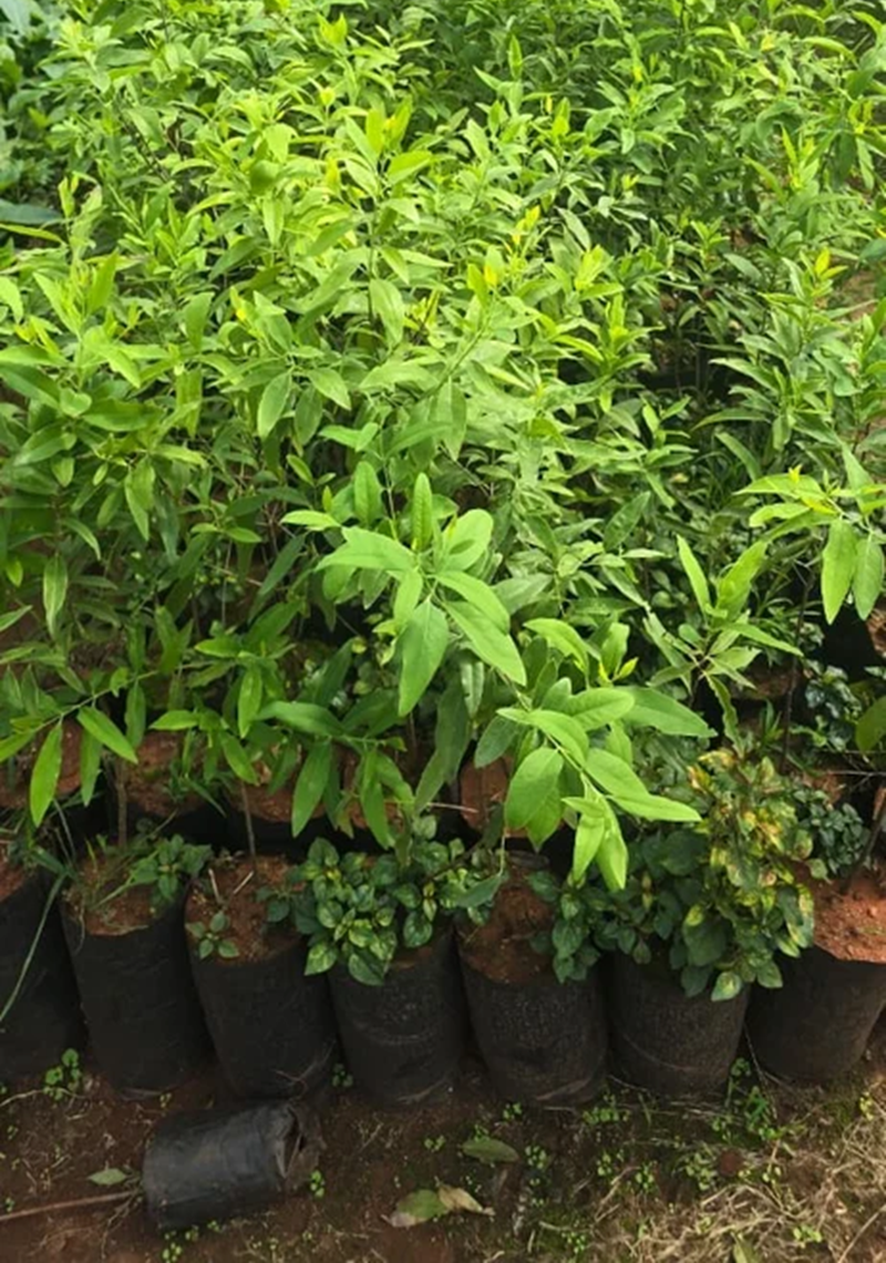 cây đàn hương có được trồng tại úc không