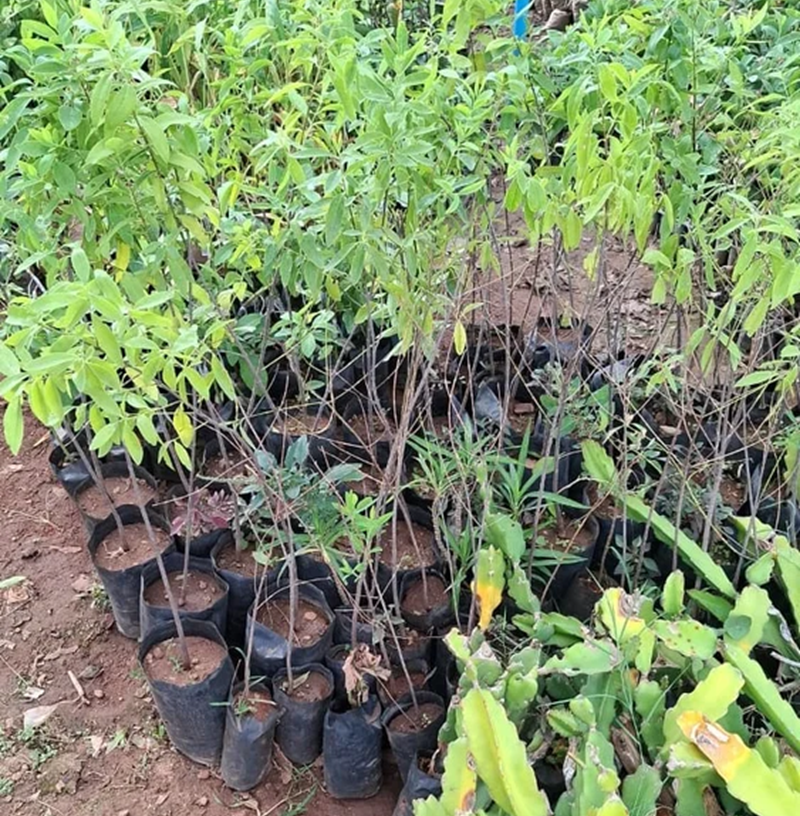cây đàn hương có được trồng tại úc không