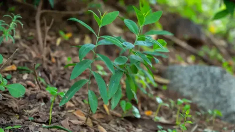 cây đàn hương có nên đầu tư không