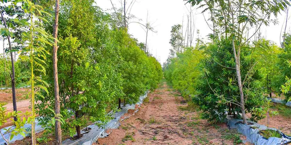 cây đang hương có ở việt nam không?