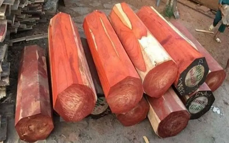 cây đàn hương đỏ