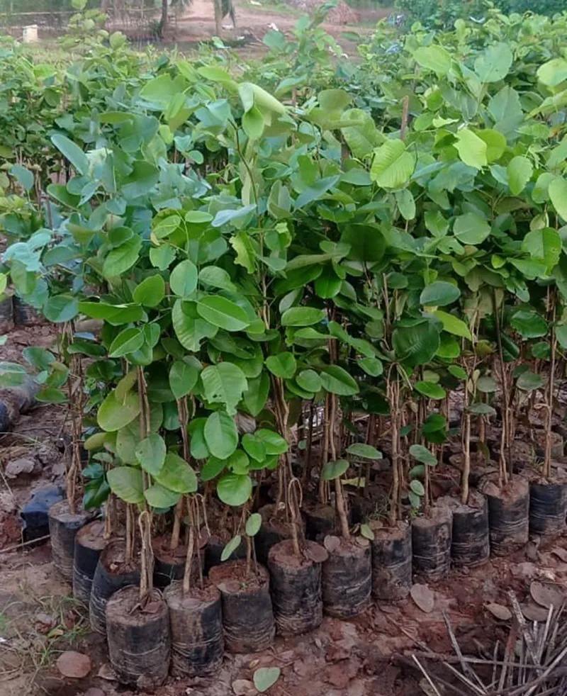 cây dàn hương giống