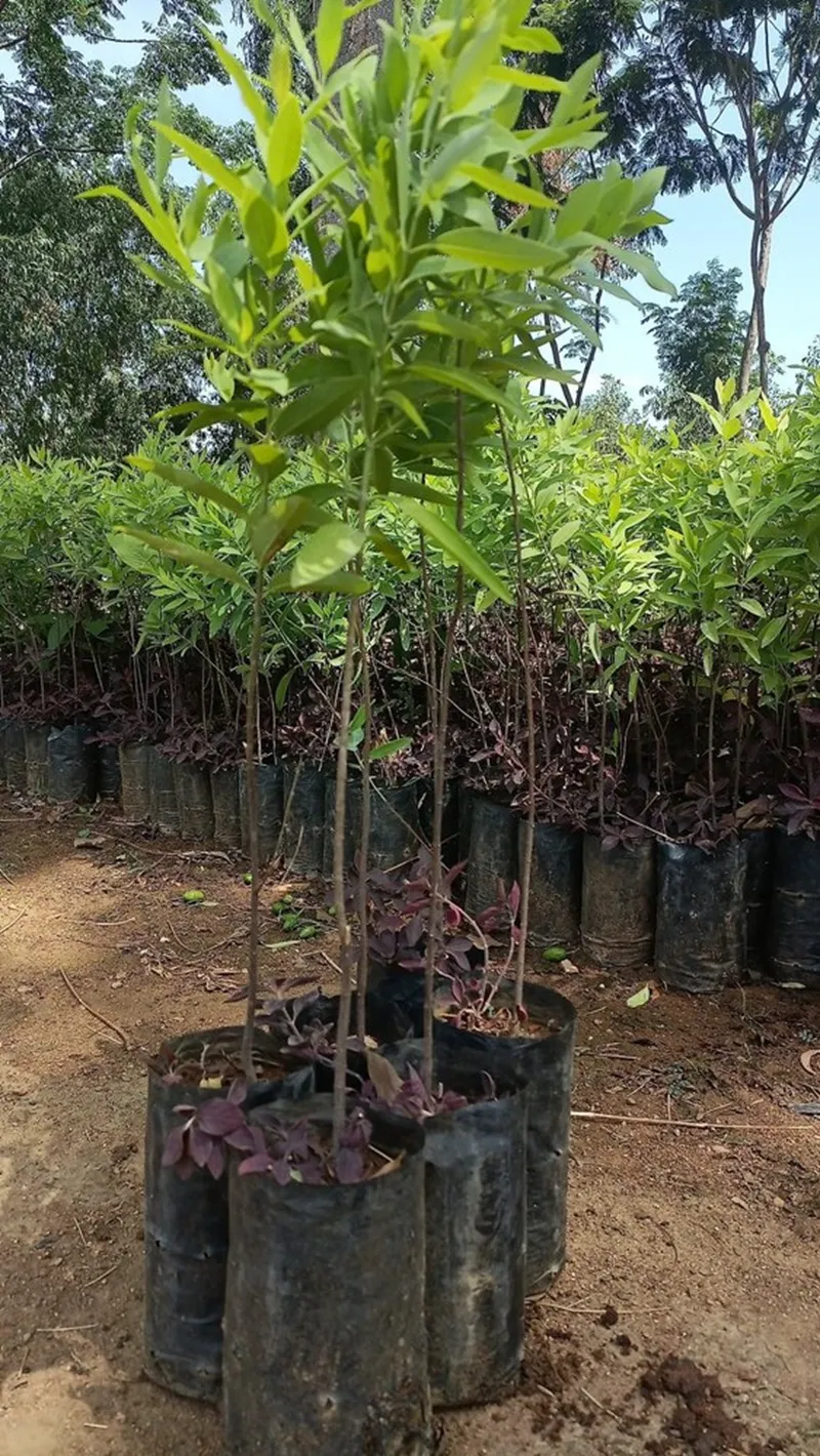 cây đàn hương hợp với khí hậu nào