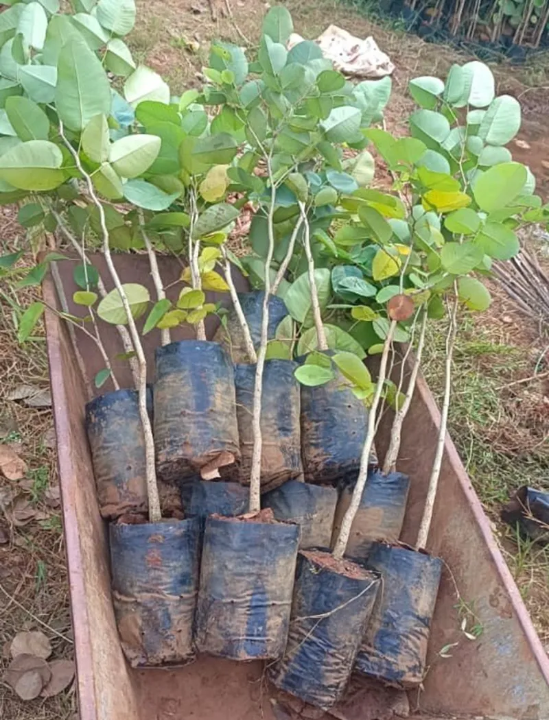 cây đàn hương nên trồng ở vùng nào