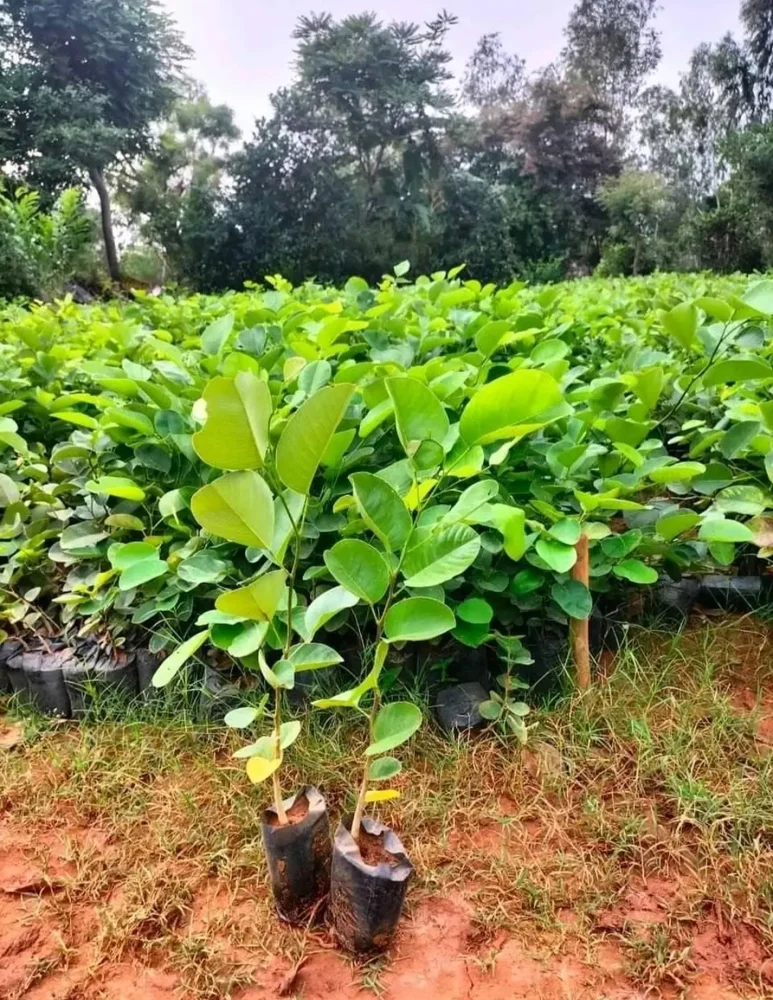 cây đàn hương nên trồng ở vùng nào