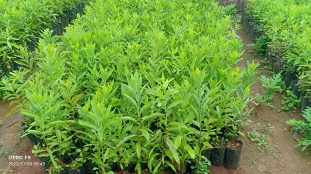 cây đàn hương ở Tây Nguyên