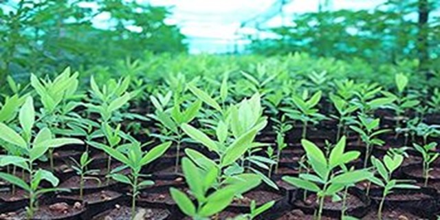 cây đàn hương ở Tây Nguyên